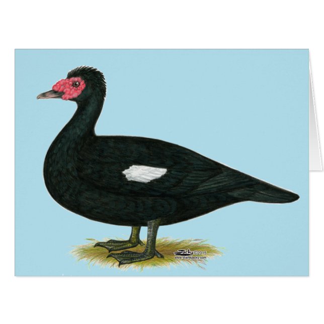 Muscovy Black Drake (Front Horizontal)