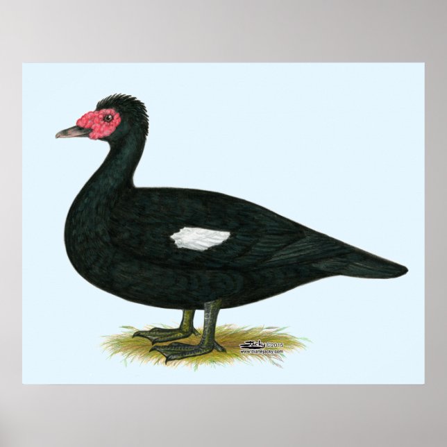 Muscovy Black Drake Poster (Front)