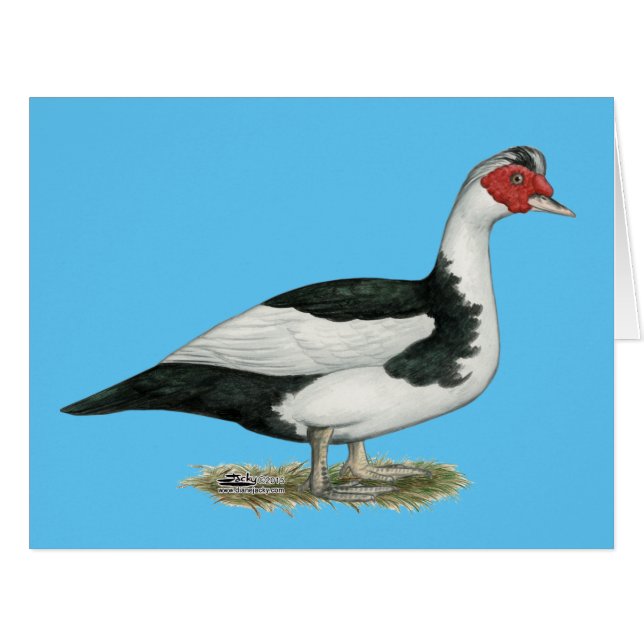 Muscovy Black Pied Drake (Front Horizontal)