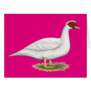 Muscovy blanc de canard