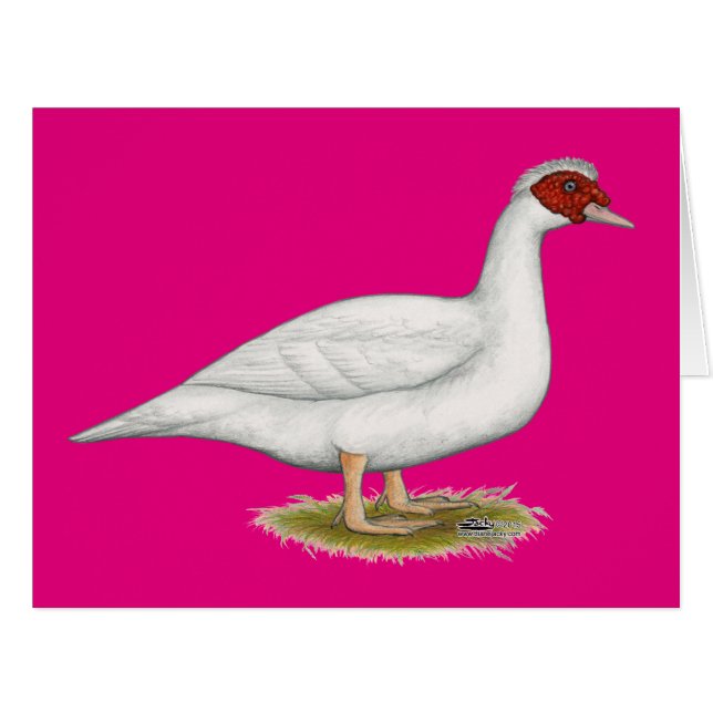 Muscovy blanc de canard (Devant horizontal)