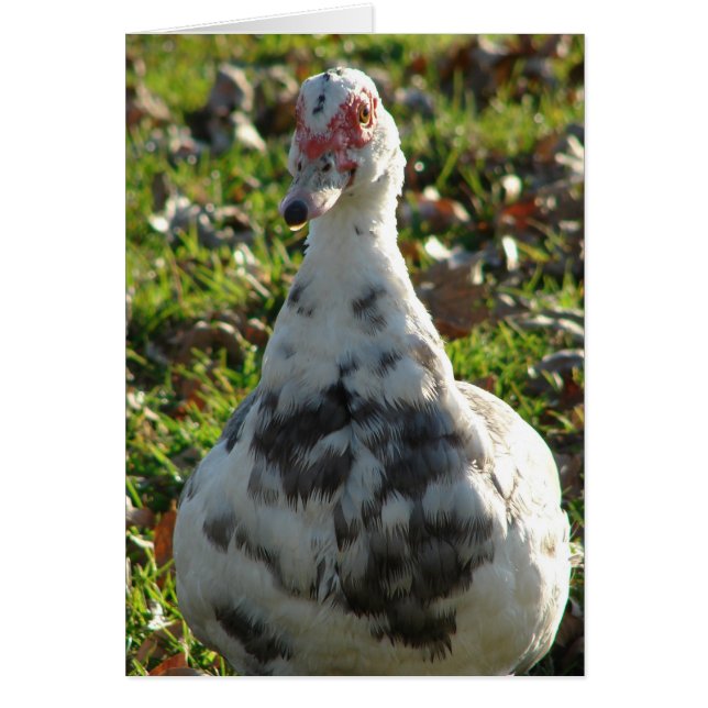 Muscovy Bleu Hen (Devant)