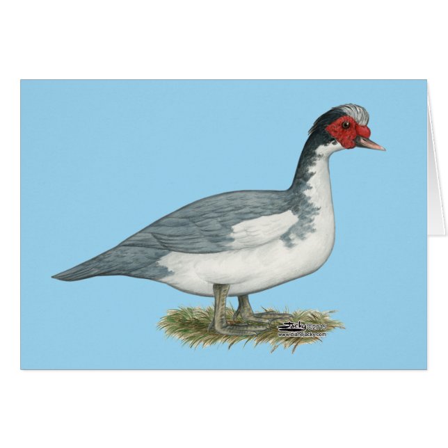 Muscovy Blue Pied Drake (Front Horizontal)