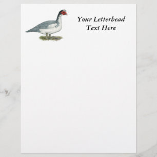 Muscovy Blue Pied Drake
