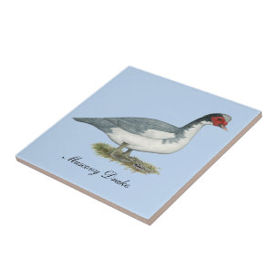 Muscovy Blue Pied Drake Tile