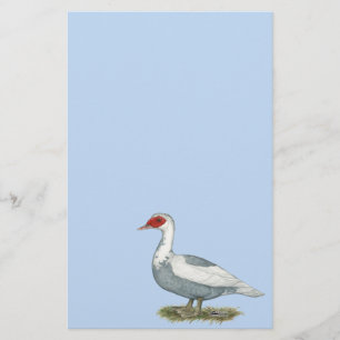 Muscovy Blue Pied Duck