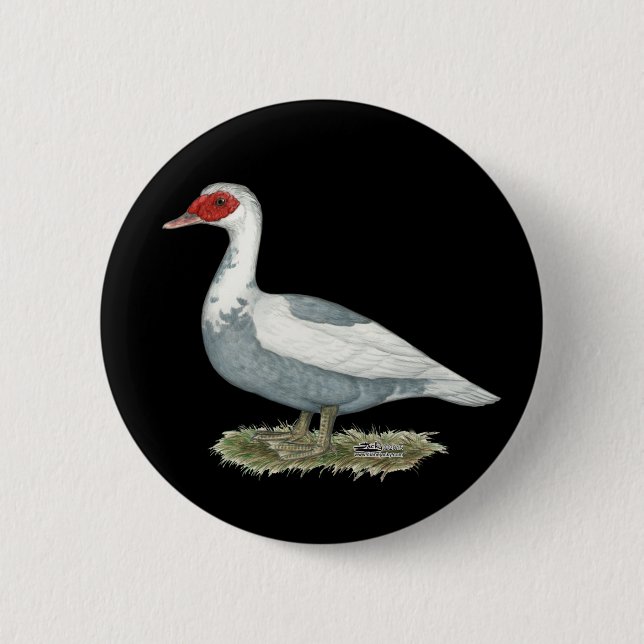 Muscovy Blue Pied Duck 2 Inch Round Button (Front)
