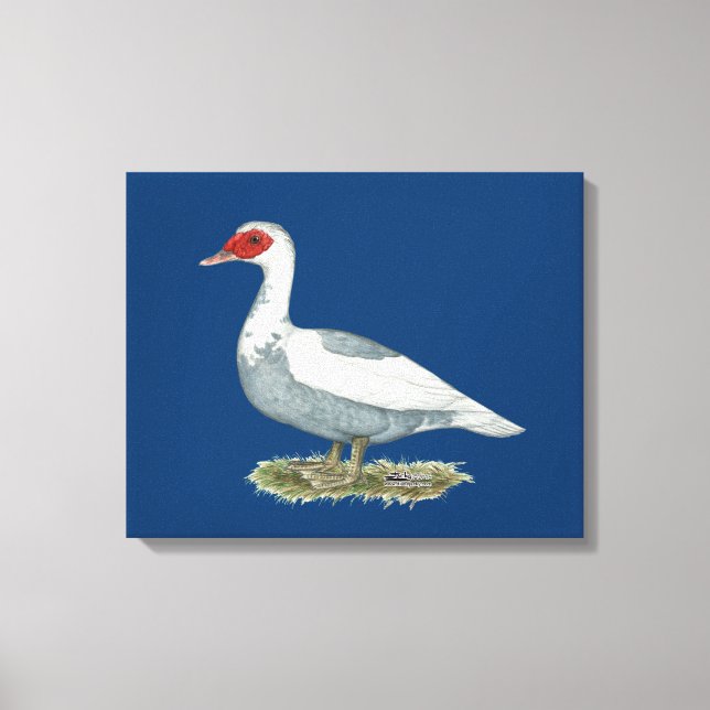 Muscovy Blue Pied Duck Canvas Print (Front)
