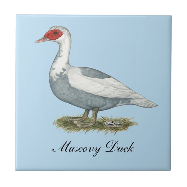 Muscovy Blue Pied Duck Tile (Front)