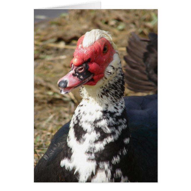 Muscovy Drake (Devant)