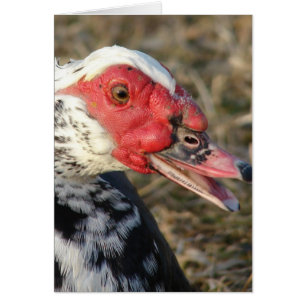 Muscovy Drake