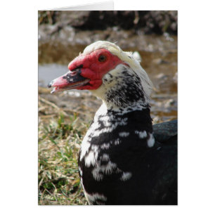 Muscovy Drake