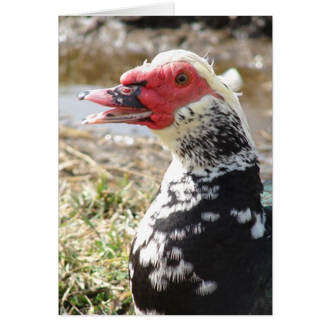 Muscovy Drake (Devant)