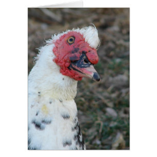 Muscovy Drake All Occasion Greeting Card
