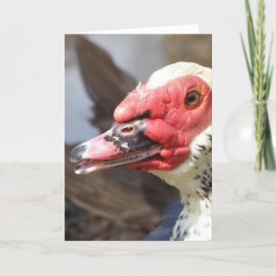 Muscovy Drake Card