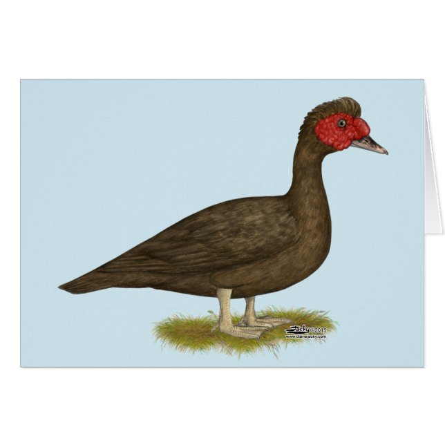 Muscovy Drake Chocolat (Devant Horizontal)