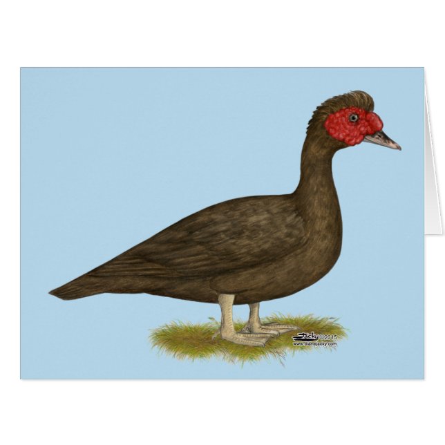 Muscovy Drake Chocolat (Devant horizontal)