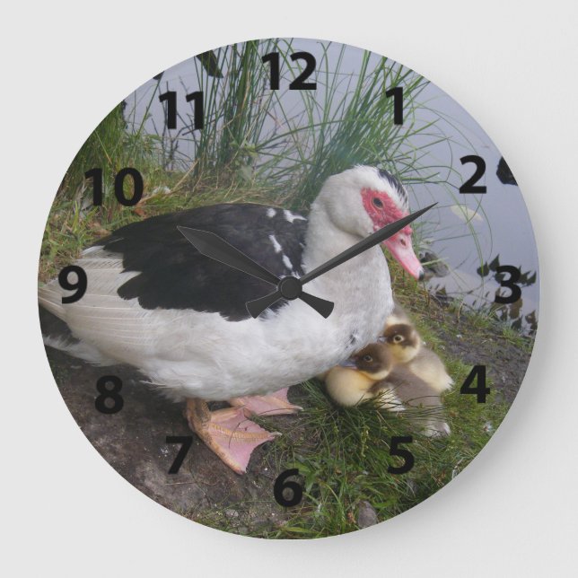 Muscovy Duck And Ducklings Clock (Front)