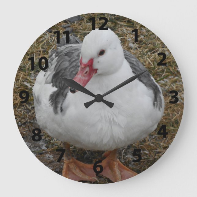 Muscovy Duck Clock (Front)
