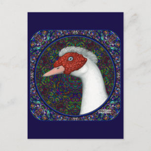 Muscovy Duck Head White Postcard