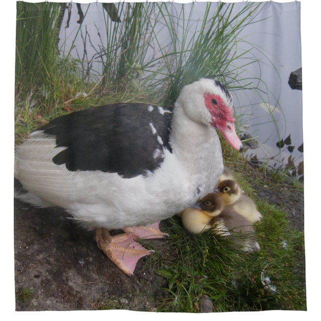 Muscovy Duck Mom and Ducklings (Front)