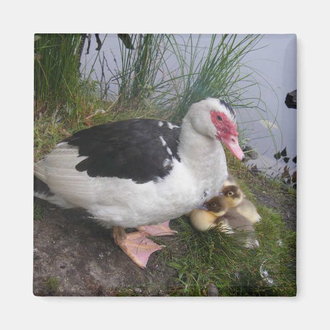 Muscovy Duck Mother with Ducklings Magnet (Front)