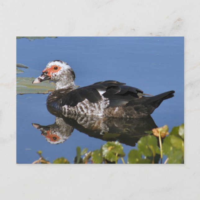Muscovy Duck Photo Postcard (Front)