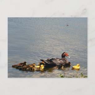 Muscovy Duck Photo Postcard