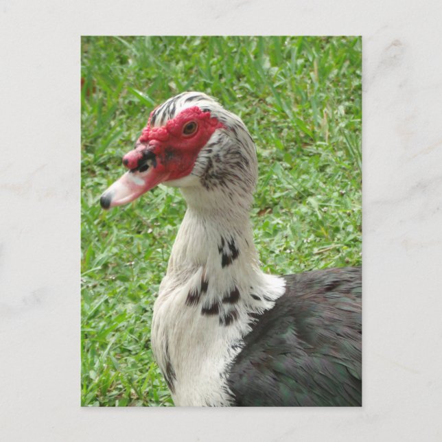 Muscovy Duck Photo Postcard (Front)