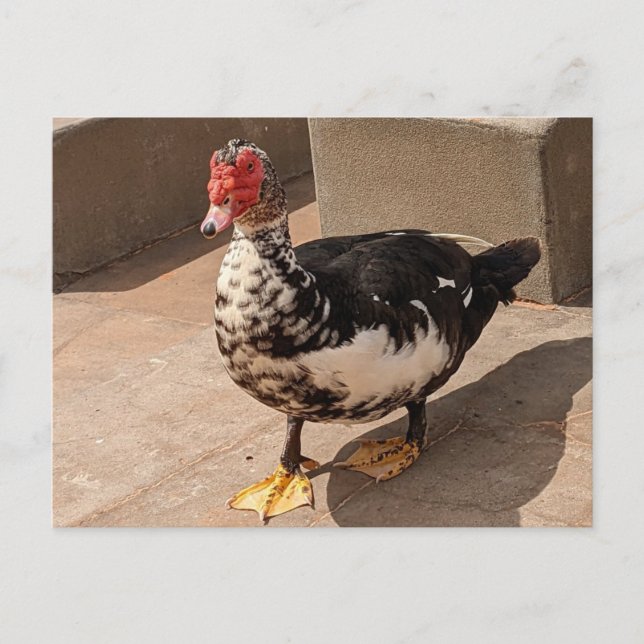 Muscovy Duck Postcard (Front)