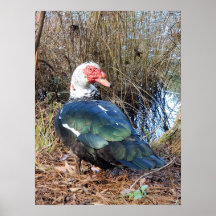 Muscovy duck poster