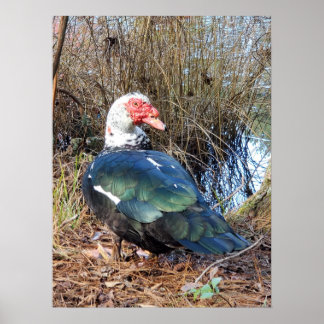 Muscovy duck poster