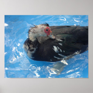 Muscovy Duck Swimming Poster