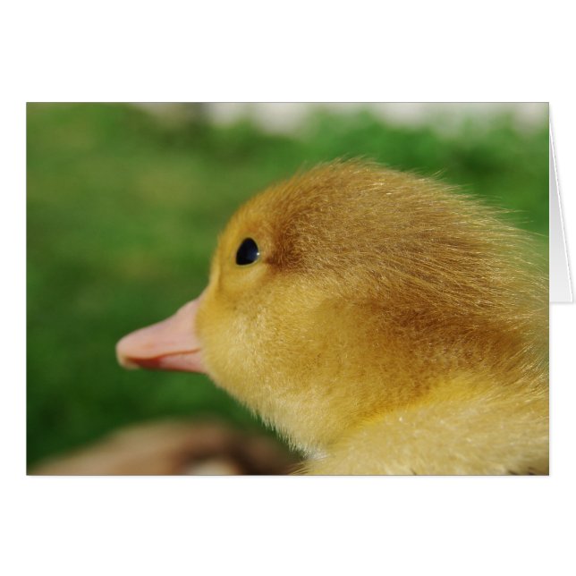 Muscovy Duckling (Front Horizontal)