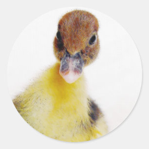 Muscovy Duckling Classic Round Sticker