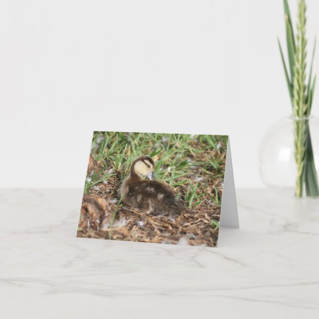 Muscovy Duckling Photo Folded Note Card (Front)