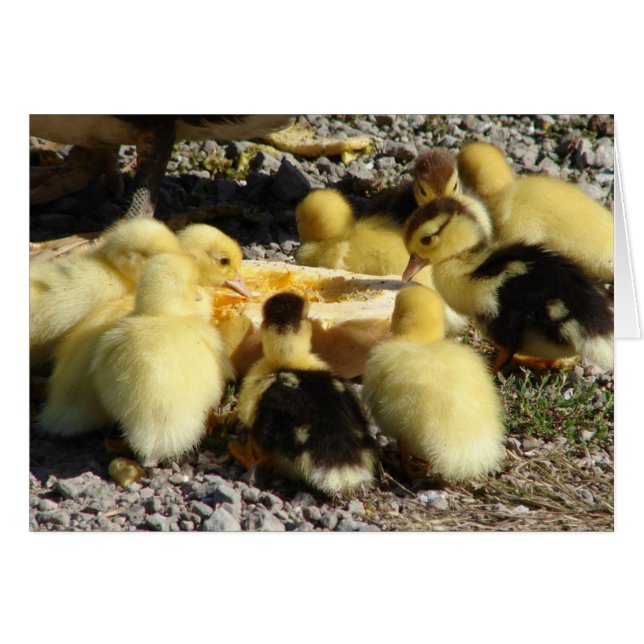 Muscovy Ducklings Eat A Treat (Front Horizontal)