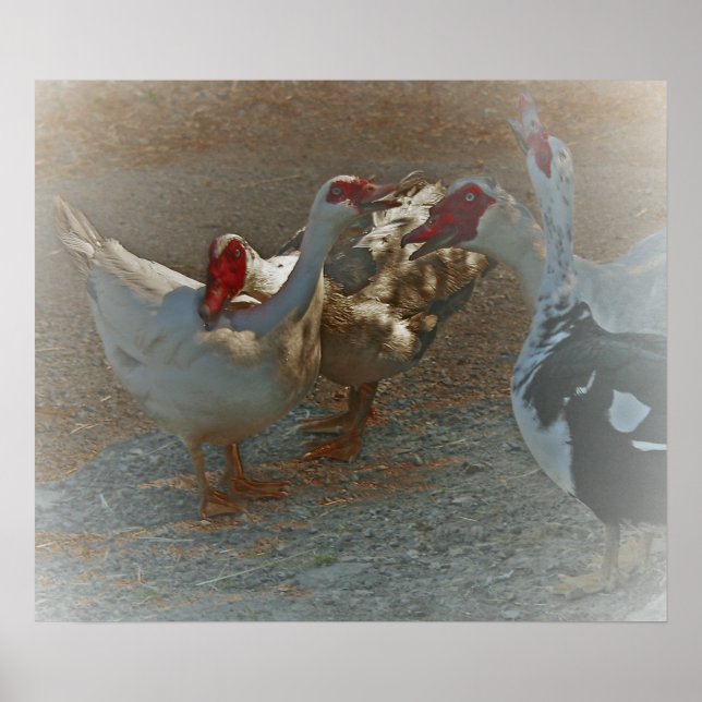 Muscovy Ducks Poster Print (Front)