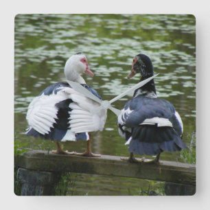 Muscovy Ducks Square Wall Clock