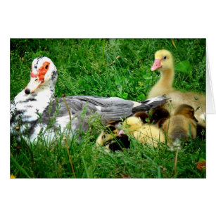 Muscovy Family