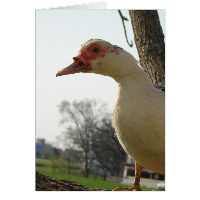 Muscovy Hen (Front)