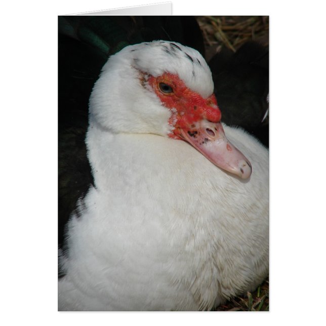 Muscovy Hen (Front)