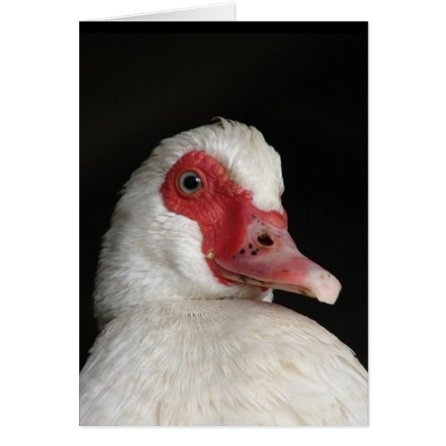 Muscovy Hen (Front)