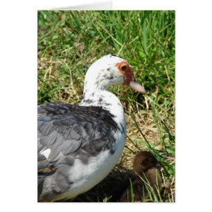 Muscovy Hen and Duckling