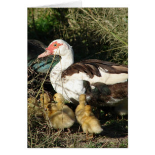 Muscovy Hen and Ducklings