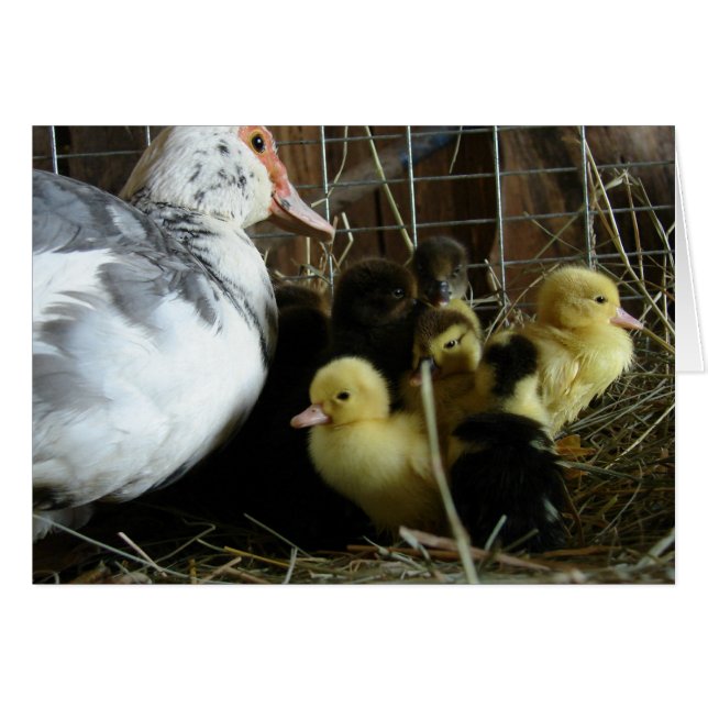 Muscovy Hen and Ducklings (Front Horizontal)
