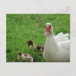 Muscovy Hen And Ducklings Postcard