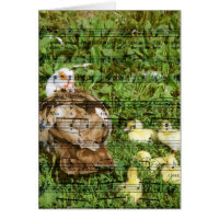 Muscovy Hen et canettes avec chansons de canard