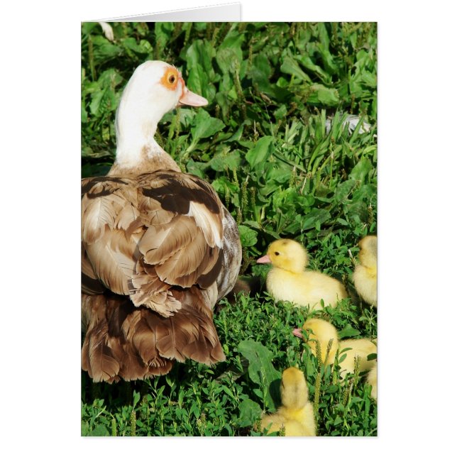Muscovy Hen et colliers (Devant)