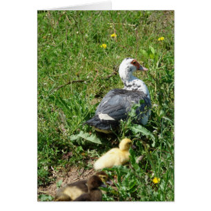 Muscovy Hen et colliers